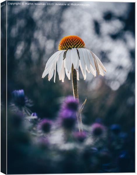 echinacea flower Canvas Print by Martin Newman
