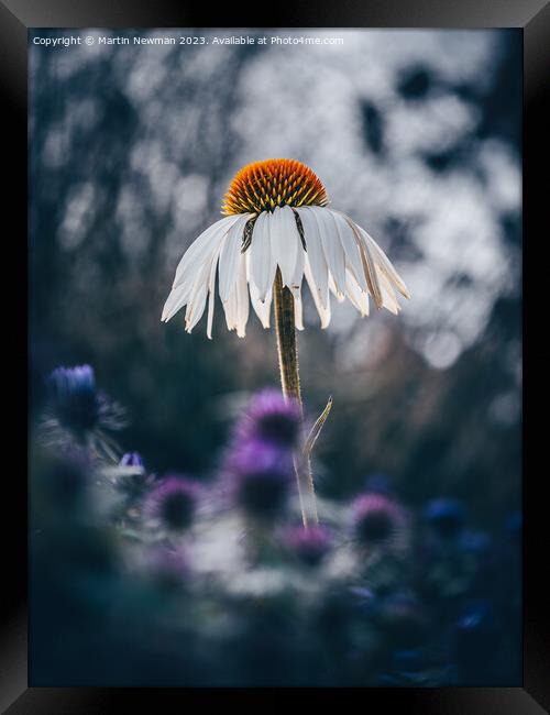 echinacea flower Framed Print by Martin Newman
