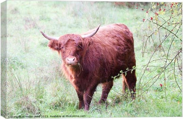 Highland Cattle Canvas Print by Helen Reid