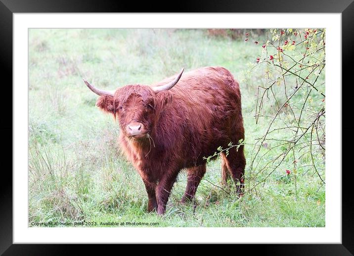 Highland Cattle Framed Mounted Print by Helen Reid