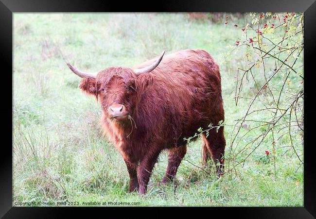 Highland Cattle Framed Print by Helen Reid