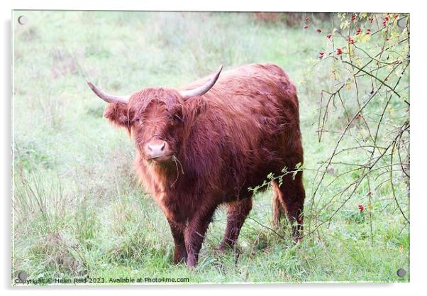 Highland Cattle Acrylic by Helen Reid