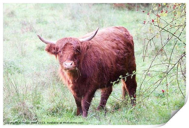 Highland Cattle Print by Helen Reid