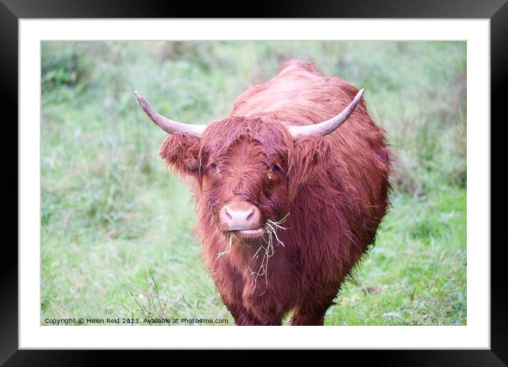 A brown highland cow standing on top of a lush green field Framed Mounted Print by Helen Reid