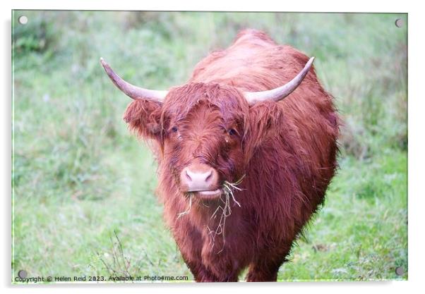 A brown highland cow standing on top of a lush green field Acrylic by Helen Reid