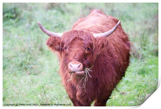 A brown highland cow standing on top of a lush green field Print by Helen Reid