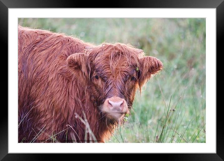 A brown highland cow standing on top of a grass covered field Framed Mounted Print by Helen Reid