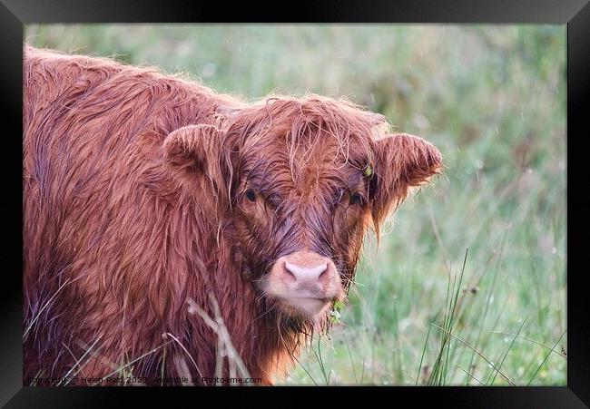 A brown highland cow standing on top of a grass covered field Framed Print by Helen Reid