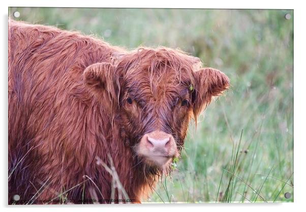 A brown highland cow standing on top of a grass covered field Acrylic by Helen Reid