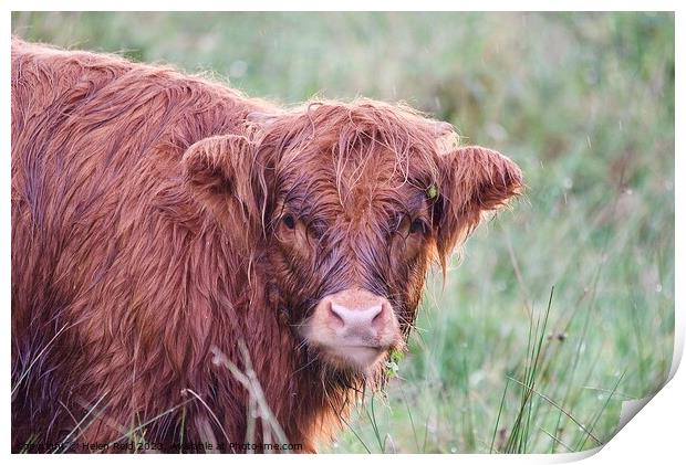 A brown highland cow standing on top of a grass covered field Print by Helen Reid