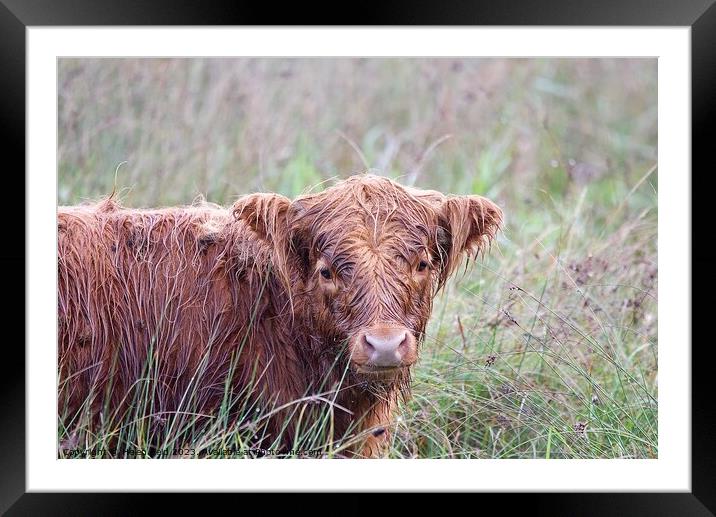 A brown highland cow wet from the rain sitting in a field Framed Mounted Print by Helen Reid