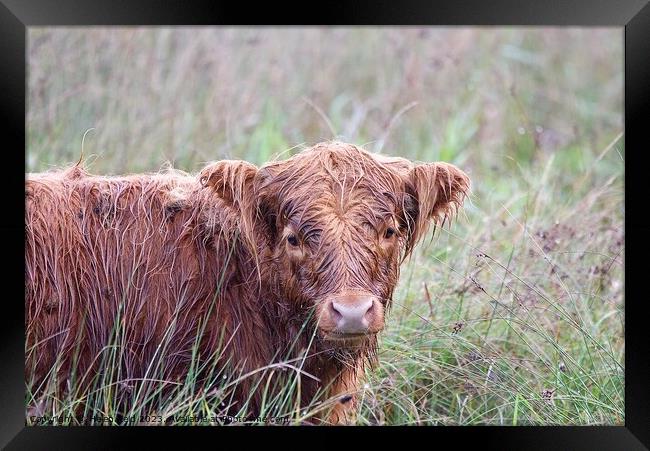 A brown highland cow wet from the rain sitting in a field Framed Print by Helen Reid