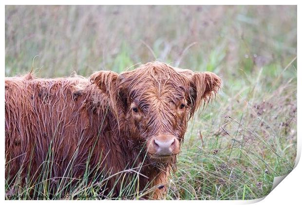 A brown highland cow wet from the rain sitting in a field Print by Helen Reid