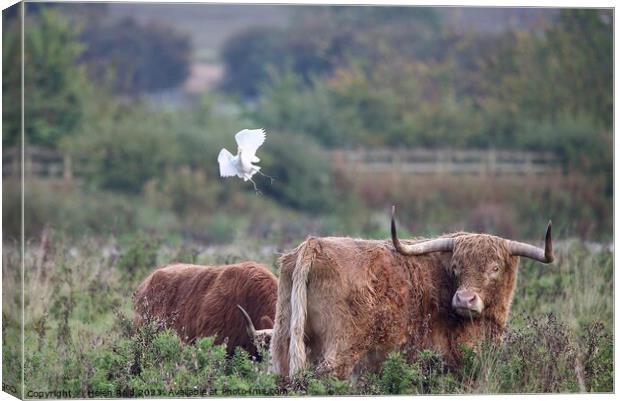 Cattle Egret coming into land with some highland cattle. Canvas Print by Helen Reid