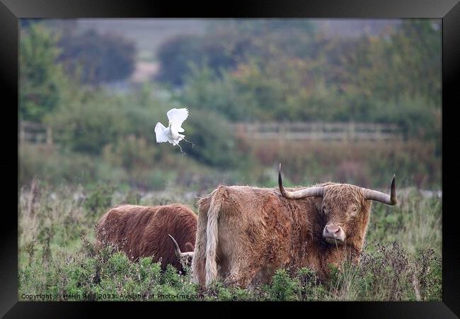 Cattle Egret coming into land with some highland cattle. Framed Print by Helen Reid