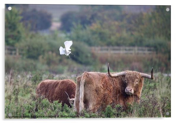 Cattle Egret coming into land with some highland cattle. Acrylic by Helen Reid