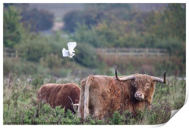 Cattle Egret coming into land with some highland cattle. Print by Helen Reid