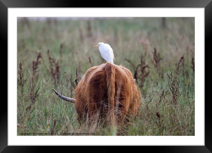 A cattle Egret bird standing on a highland cow Framed Mounted Print by Helen Reid