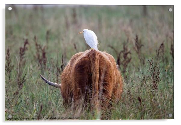 A cattle Egret bird standing on a highland cow Acrylic by Helen Reid