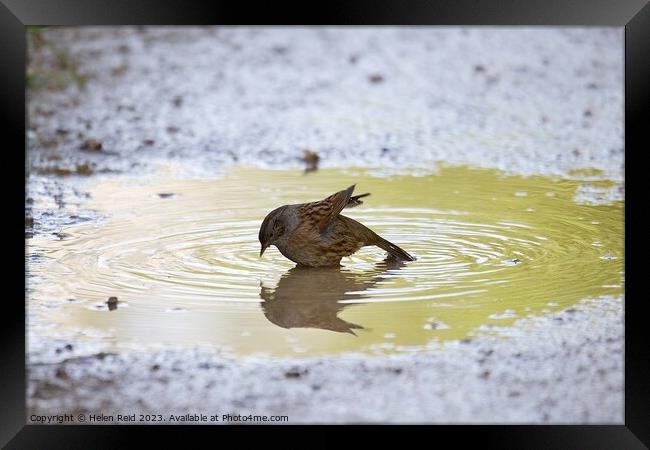 Dunnock bathing in a sunlit puddle Framed Print by Helen Reid