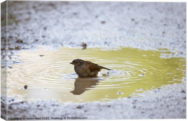 Dunnock bathing in a sunlit puddle Canvas Print by Helen Reid