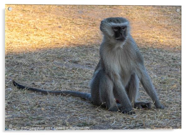 Vervet Monkey Acrylic by Margaret Ryan