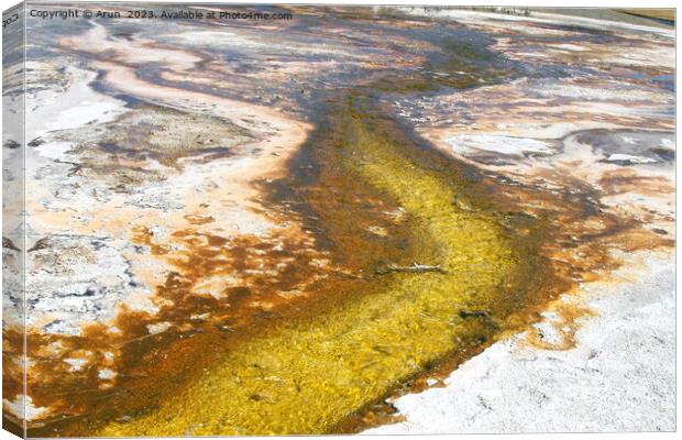 Sulfur Geysers at Yellowstone national park in Wyoming USA Canvas Print by Arun 