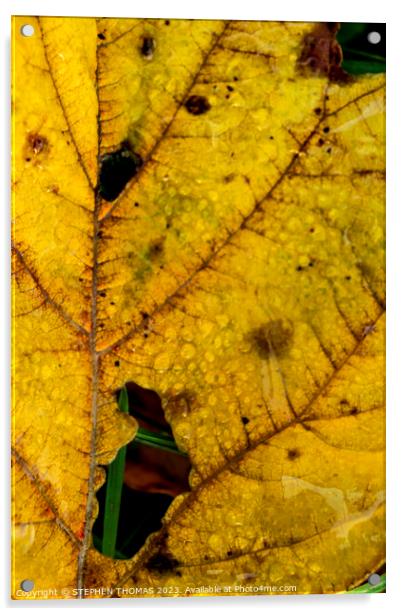 Dewy Autumn Leaf Acrylic by STEPHEN THOMAS