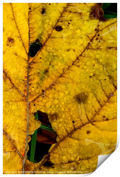 Dewy Autumn Leaf Print by STEPHEN THOMAS