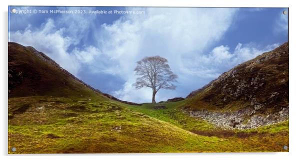 Sycamore Gap tree, Hadrian’s Wall Acrylic by Tom McPherson