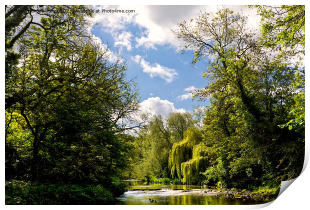 Weeping Willow on the River Blyth Print by Jim Jones