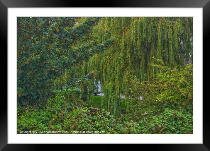 Willow Tree and Layers. Framed Mounted Print by 28sw photography