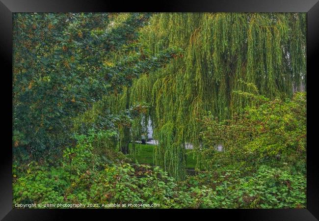 Willow Tree and Layers. Framed Print by 28sw photography