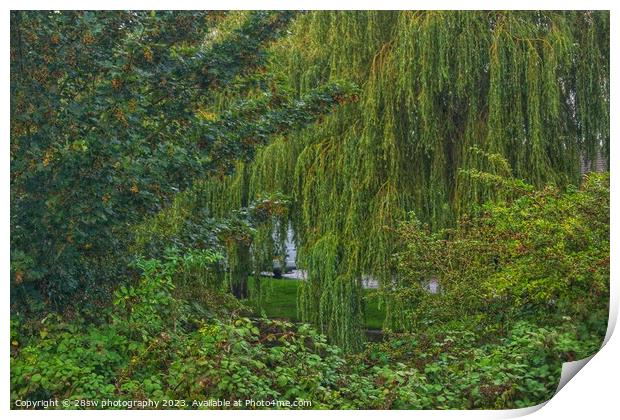 Willow Tree and Layers. Print by 28sw photography
