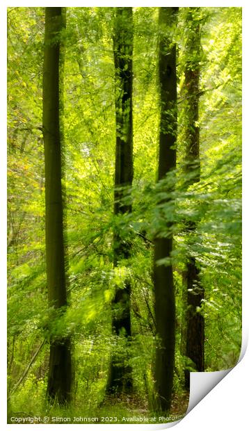 sunlit woodland and leaves Print by Simon Johnson