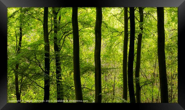 woodland  Framed Print by Simon Johnson