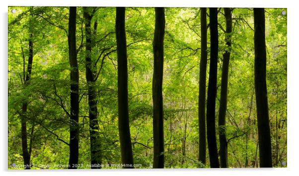 woodland  Acrylic by Simon Johnson