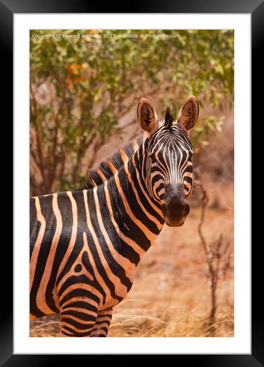 Burchell's Zebra Framed Mounted Print by Howard Kennedy