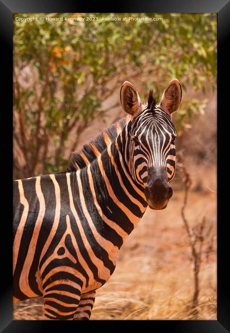 Burchell's Zebra Framed Print by Howard Kennedy