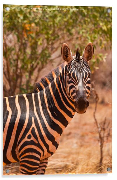 Burchell's Zebra Acrylic by Howard Kennedy