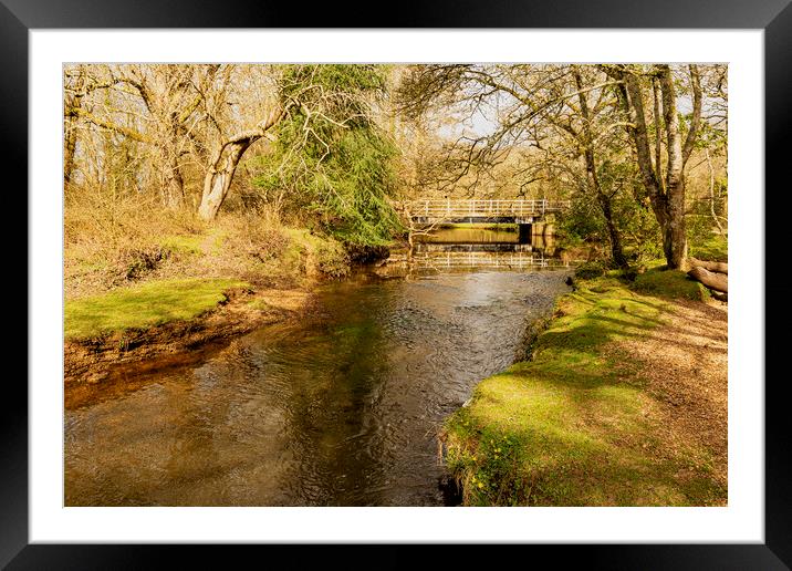 Early Spring in the New Forest Framed Mounted Print by Malcolm McHugh