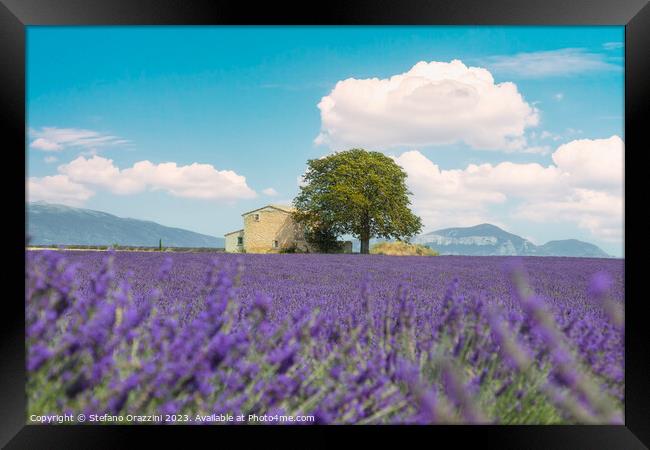 Lavender field, a house, and a tree. Provence, France Framed Print by Stefano Orazzini