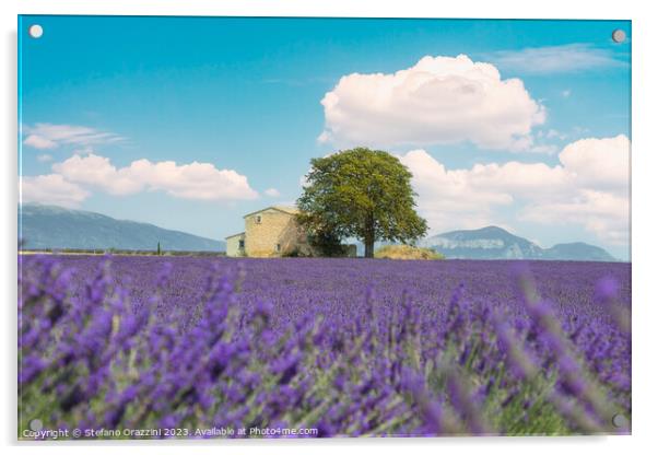 Lavender field, a house, and a tree. Provence, France Acrylic by Stefano Orazzini