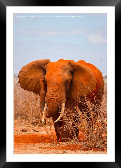 African Elephant Bull Framed Mounted Print by Howard Kennedy