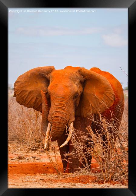 African Elephant Bull Framed Print by Howard Kennedy