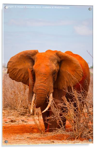 African Elephant Bull Acrylic by Howard Kennedy