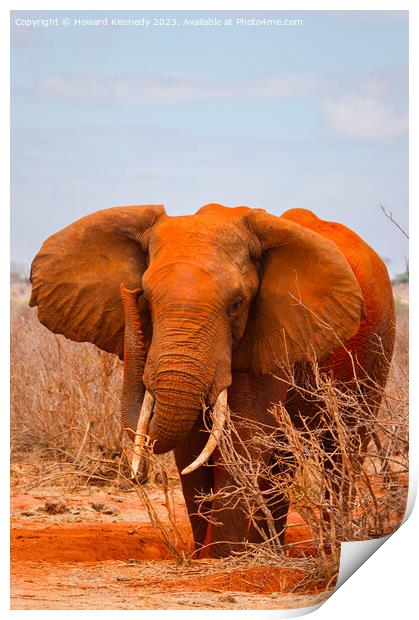 African Elephant Bull Print by Howard Kennedy