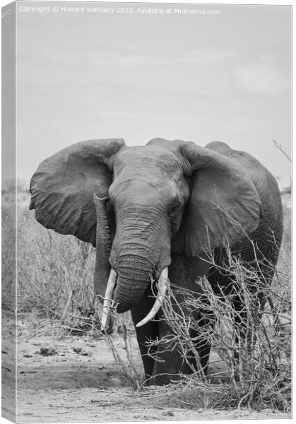 African Elephant Bull Canvas Print by Howard Kennedy
