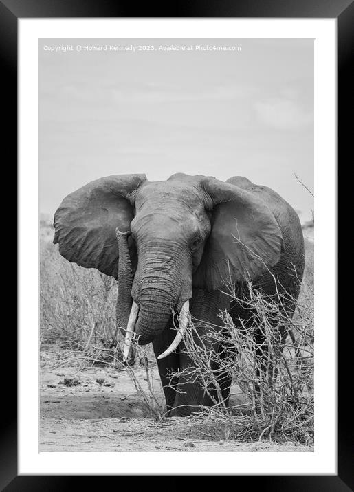 African Elephant Bull Framed Mounted Print by Howard Kennedy
