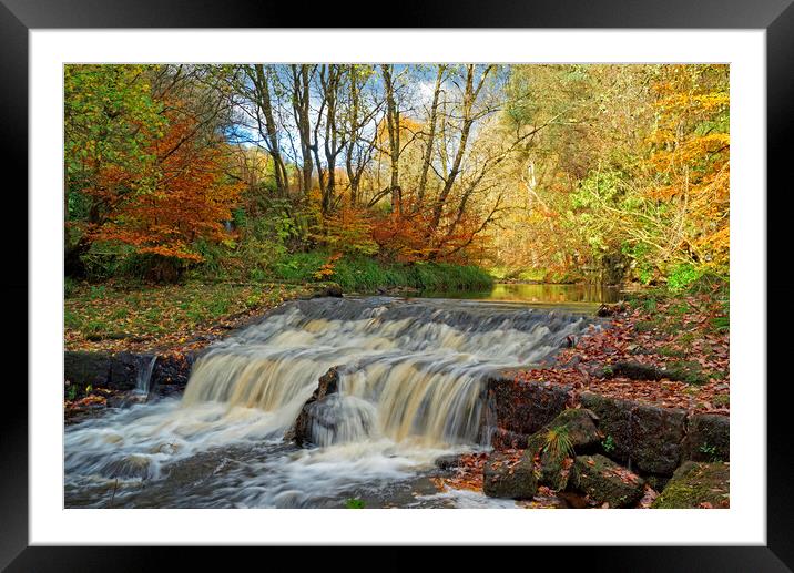 Autumnal woodland stream. Framed Mounted Print by David Birchall